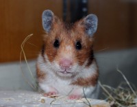 /album/photo-gallery-hamsterheaven/two-little-girls-juli-2012-005-2-jpg/
